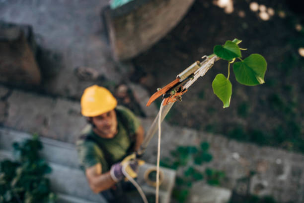 How Our Tree Care Process Works  in  Mount Carmel, PA